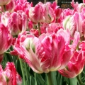 Iskusni savjet: kako posaditi tulipane u jesen u zemlju